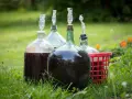 Kilka balonów z winem na trawie, gotowych do tego, jak przerwać fermentację wina.