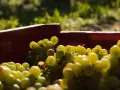 Kosz czerwonych winogron, które mogą posłużyć do produkcji wina z suszonych winogron.