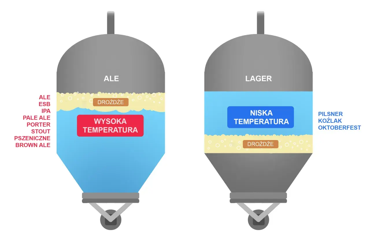 Ilustracja porównuje fermentację drożdży z cukrem w piwach typu Ale (wysoka temperatura) i Lager (niska temperatura).