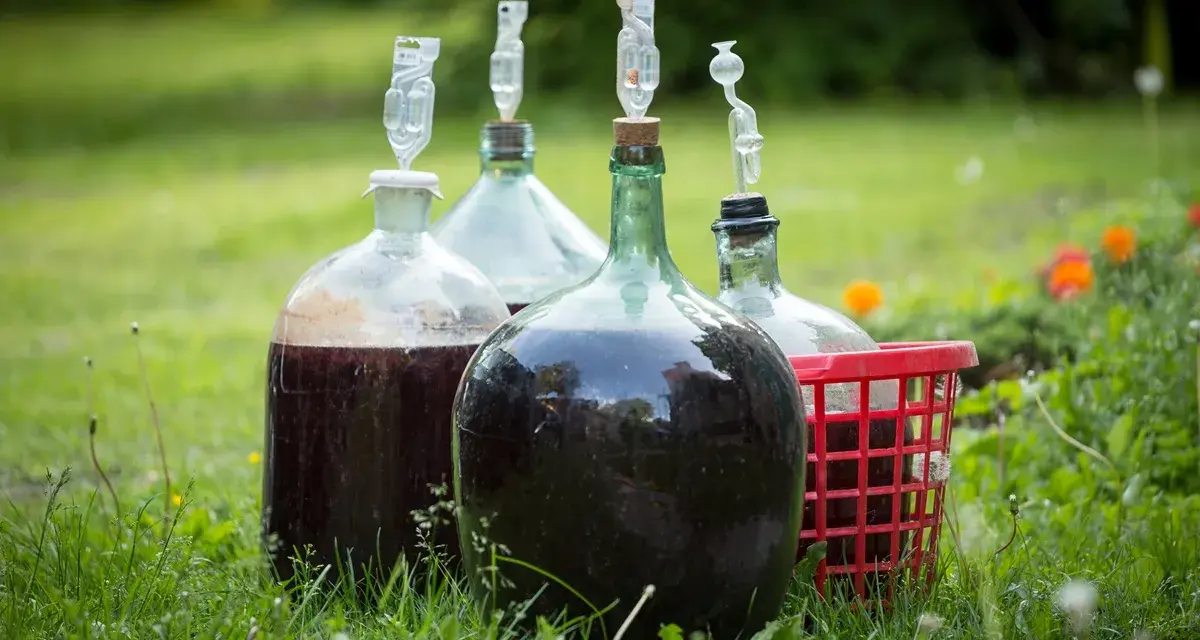 Kilka balonów z winem na trawie, gotowych do tego, jak przerwać fermentację wina.