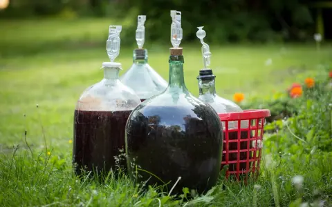 Kilka balonów z winem na trawie, gotowych do tego, jak przerwać fermentację wina.