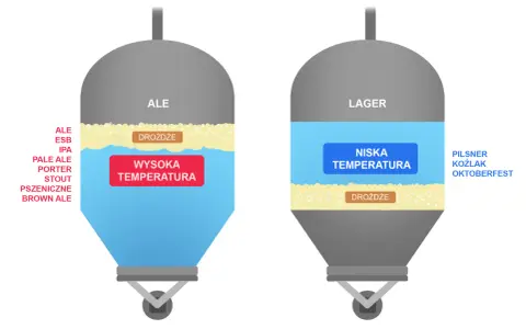 Ilustracja porównuje fermentację drożdży z cukrem w piwach typu Ale (wysoka temperatura) i Lager (niska temperatura).