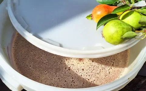 Początek fermentacji wina z gruszek. Na rancie wiadra świeże gruszki, w środku bulgocząca moszcz.