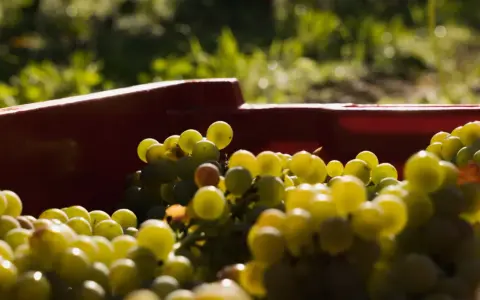 Kosz czerwonych winogron, które mogą posłużyć do produkcji wina z suszonych winogron.