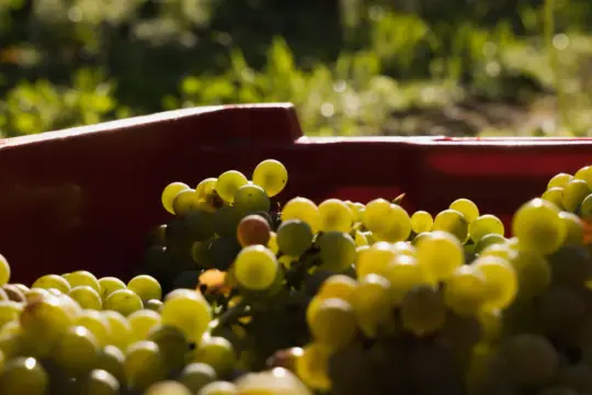 Kosz czerwonych winogron, które mogą posłużyć do produkcji wina z suszonych winogron.