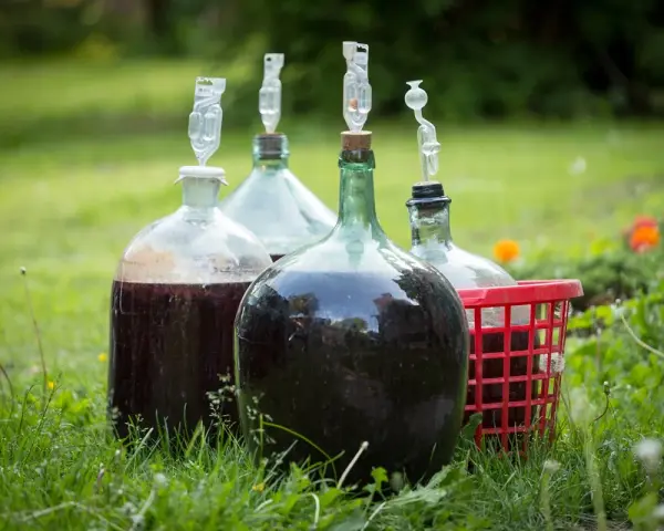 Kilka balonów z winem na trawie, gotowych do tego, jak przerwać fermentację wina.