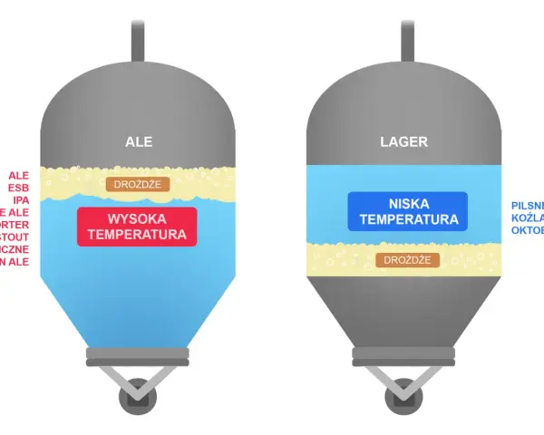Ilustracja porównuje fermentację drożdży z cukrem w piwach typu Ale (wysoka temperatura) i Lager (niska temperatura).