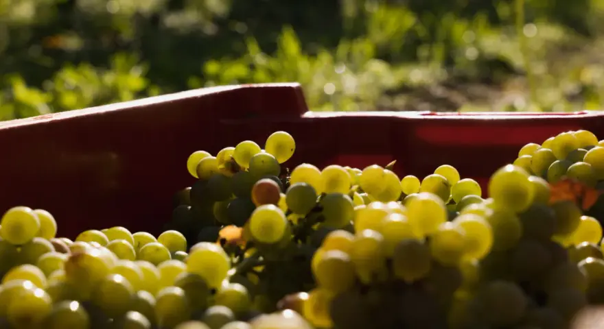 Kosz czerwonych winogron, które mogą posłużyć do produkcji wina z suszonych winogron.
