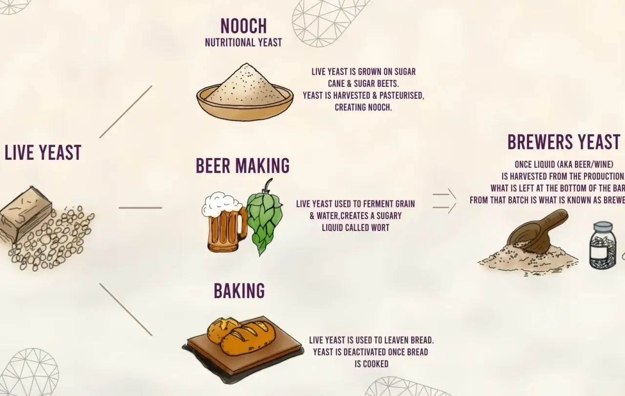 Ilustracja pokazuje fermentację drożdży z cukrem w procesach piwowarstwa, pieczenia i produkcji nooch.