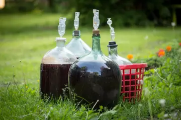 Kilka balonów z winem na trawie, gotowych do tego, jak przerwać fermentację wina.