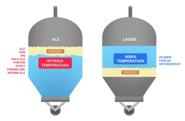 Ilustracja porównuje fermentację drożdży z cukrem w piwach typu Ale (wysoka temperatura) i Lager (niska temperatura).